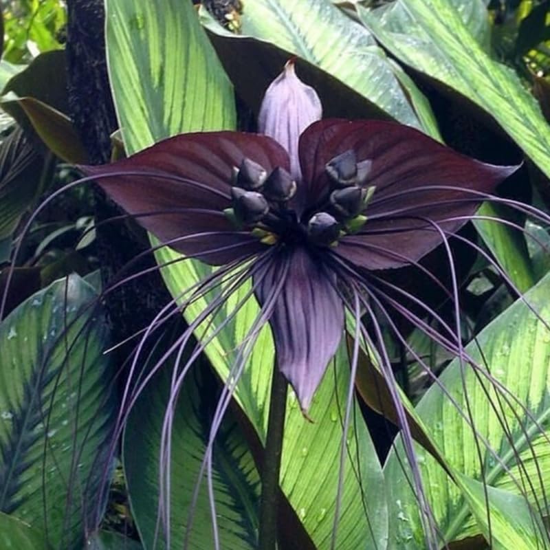 8"-14" Tropical Black Bat Orchird Flower Plant Live, Black Bat Tacca Chantrieri Houseplant, Indoor Outdoor Growing