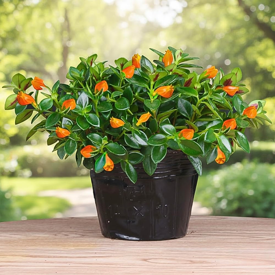 Goldfish Plants Live in 4" Pot from 4-7" Tall, Goldfish Plants Live Houseplants, Orange Flowering Trailing Plant for Indoor Outdoor Houseplant