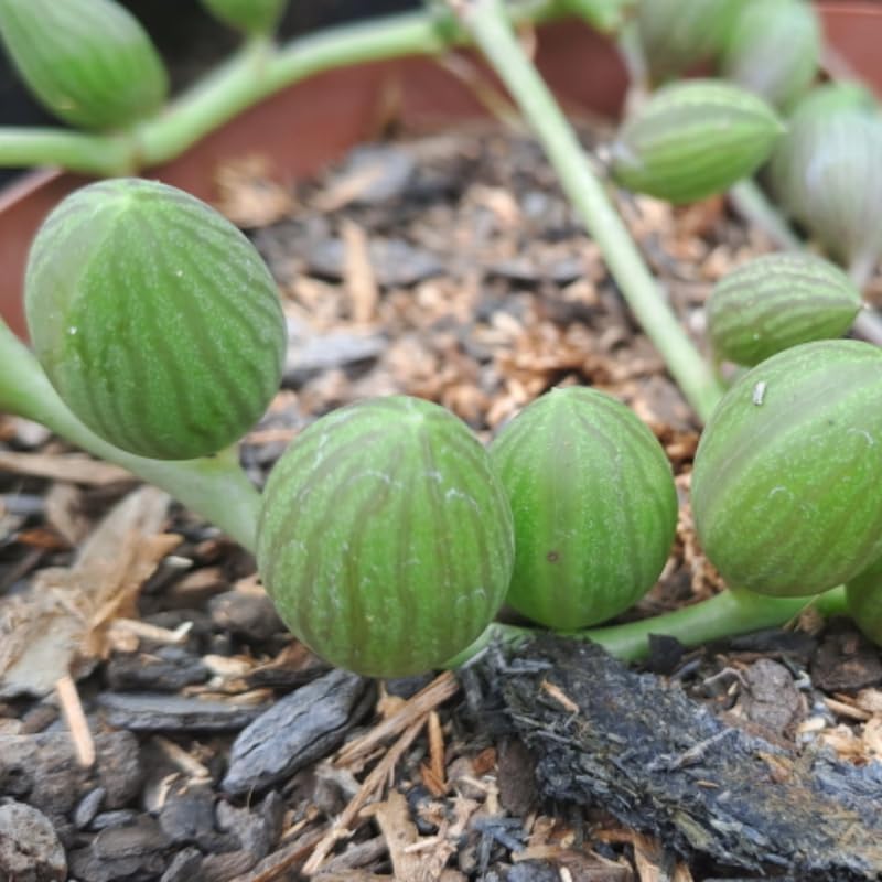 String of Watermelon Live Plant, Trailing Succulent Plants in 2 Inch Pot, String of Watermelon Plant, Easy Indoor Houseplant for Hanging Pots, Indoor Garden