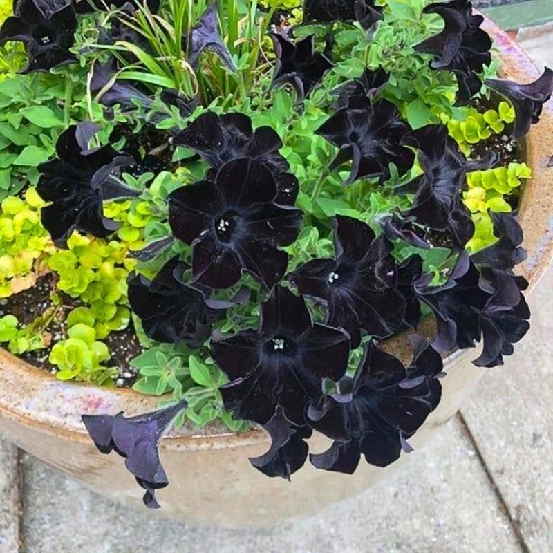 Black Petunia Plants for Planting, Ready to Grow Petunia Flowers, Vibrant Black Flowers, 2 Pots 3-5 Inches