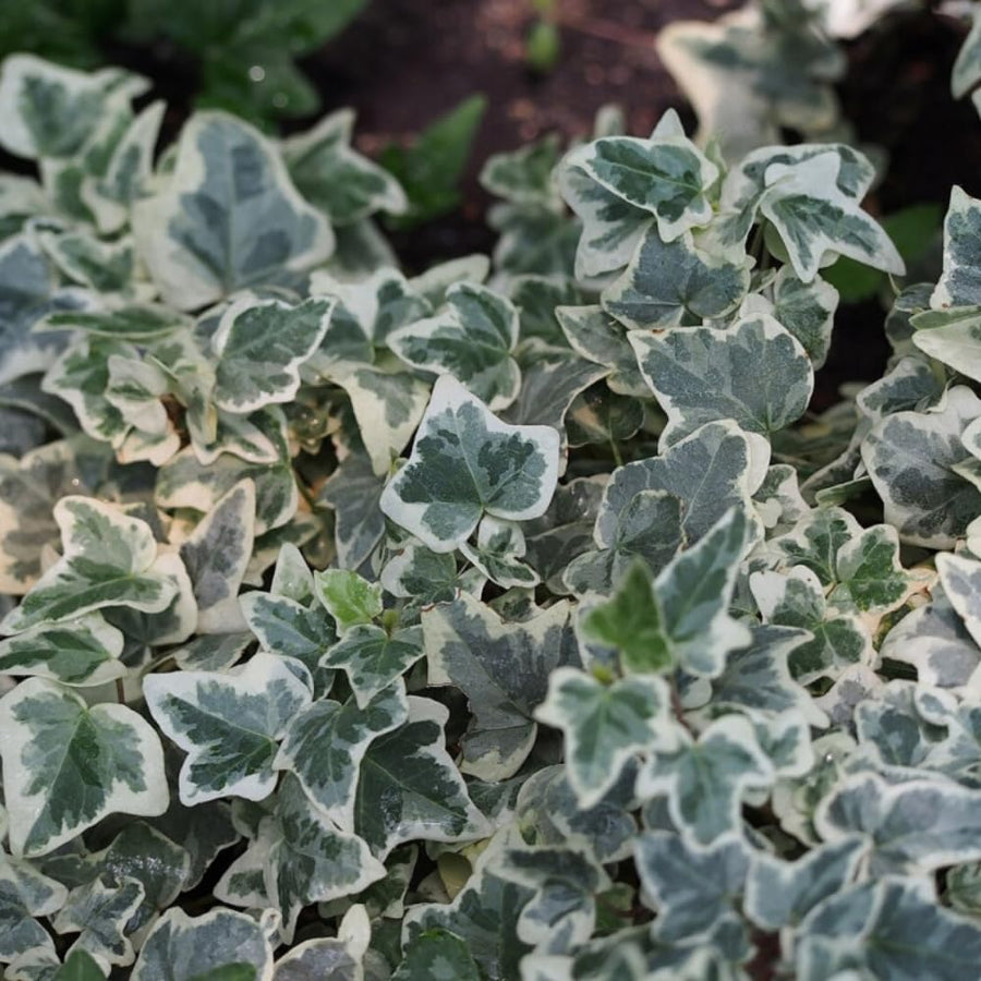 English Ivy Plant Live 4'' Pot, Fast-Growing Trailing Houseplant, Hardy English Ivy Groundcover, Indoor Outdoor Growing (Green White Ivy)