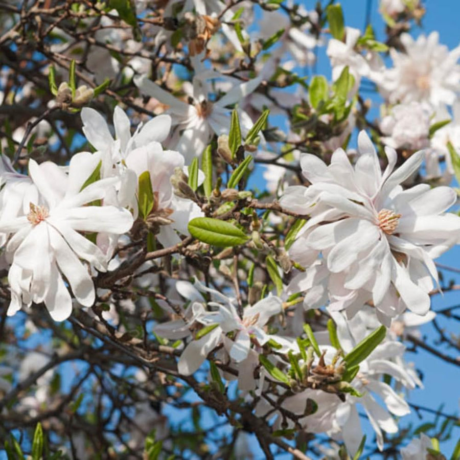 Star Magnolia Tree Live Plant in 2.5 Inches Pot, Dormant in Winter, 6-12 Inches in Tall, Ornamental Spring Flowering Tree, Outdoor
