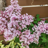 Light Pink Lilac Bushes Live Plant, Well Rooted Lilac in Quart Pot, Hardy Fragrant Spring Blooms, 8-12'' Tall