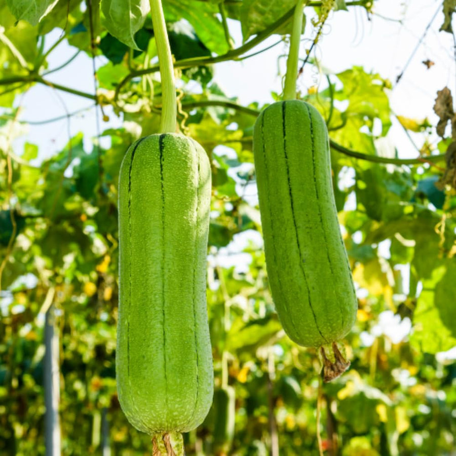 Luffa Plant Live, Loofah Gourd Vine Seedling, 4-8 Inc in 4 Inches Pot, Loofah Plant Live for Garden