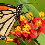 Milkweed Plants Live, Red Milkweed Plant for Planting, Tropical Milkweed Plant, Bloodflower Milkweed Live Plant Indoor Outdoor Garden