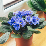 Light Blue African Violets Live Plant in 4" Pot, Starter African Violet for HouseplantIndoor Outdoor Home Decor