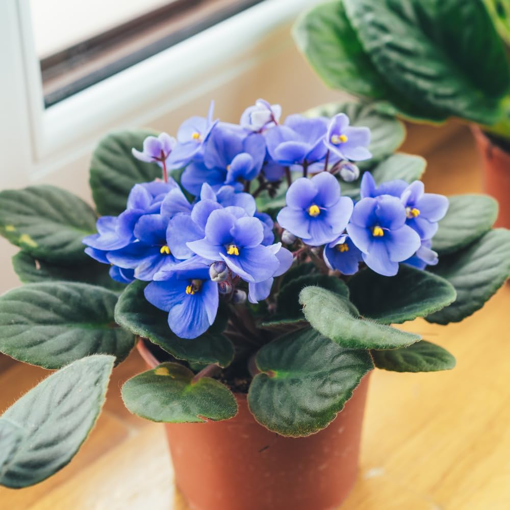 Light Blue African Violets Live Plant in 4" Pot, Starter African Violet for HouseplantIndoor Outdoor Home Decor