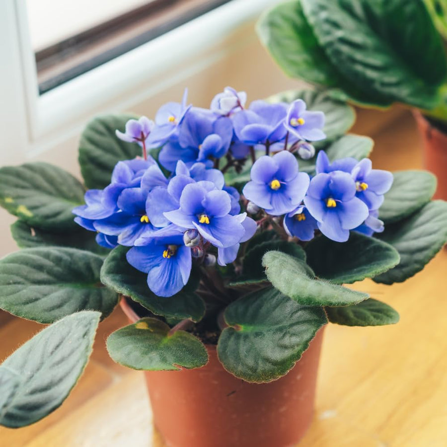 Light Blue African Violets Live Plant in 4" Pot, Starter African Violet for HouseplantIndoor Outdoor Home Decor