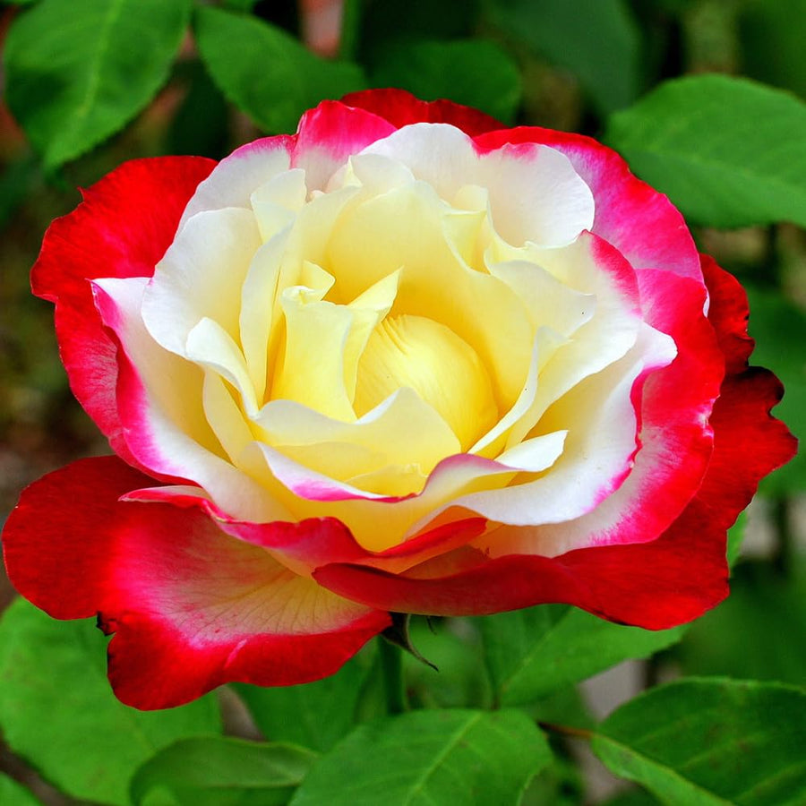 Rose Bush Live Plant - Climbing Rose Plant Live Shrub - Bareroot with Soil 7-10 Inch Tall - Fragrant Rose Flowers Heirloom Rose Shrub (Delight Rose)