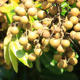 Longan Tree Live Plant, 8-10 Inches Tall in 4 Inch Pot, Tropical Fruit Tree for Indoor or Outdoor Growing