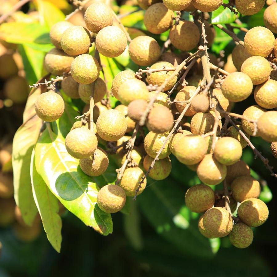 Live Longan Fruit Tree Plant, 6-12” Tall in 4” Pot, Sweet Tropical Longan Plant to Grow