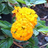 Set 3 Lantana Plants Live for Planting, 6-9 Inch Height, Ornamental Lantana Live Plants Ready to Grow (Yellow Gold Lantana)