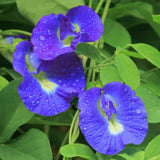 50 Butterfly Pea Seeds for Planting, Flower Seeds for Garden, Blue Flower Climbing Vine for Trellis, Patio or Outdoor Growing