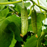 Live Green Cucumber Plant Live, Cucumber Vegetable Plant, 6-8 Inches Tall in 4 Inch Pot, Vine Vegetable Plants for Garden Beds and Containers