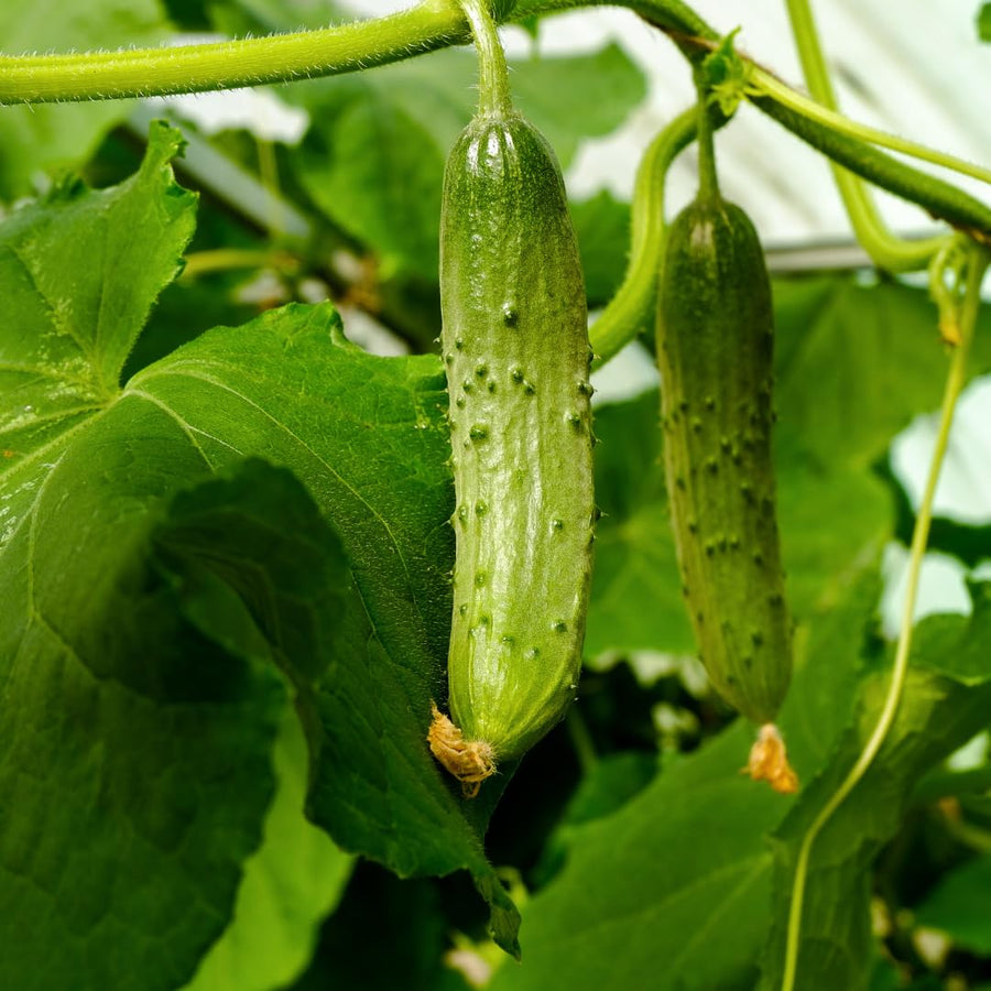 Live Green Cucumber Plant Live, Cucumber Vegetable Plant, 6-8 Inches Tall in 4 Inch Pot, Vine Vegetable Plants for Garden Beds and Containers