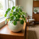 Money Plant Live 4-7 Inches Tall in 4 Inch Pot, Money Indoor Houseplant, Pilea Peperomioides, Easy Care Tropical Plant for Home Office Decor