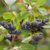 Chokeberry Plant Live, Black Chokeberry Live Plant for Home Garden, 2-3 Years Old Bare Roots, Black Berries Shrub, 14 to 16 Inches Tall
