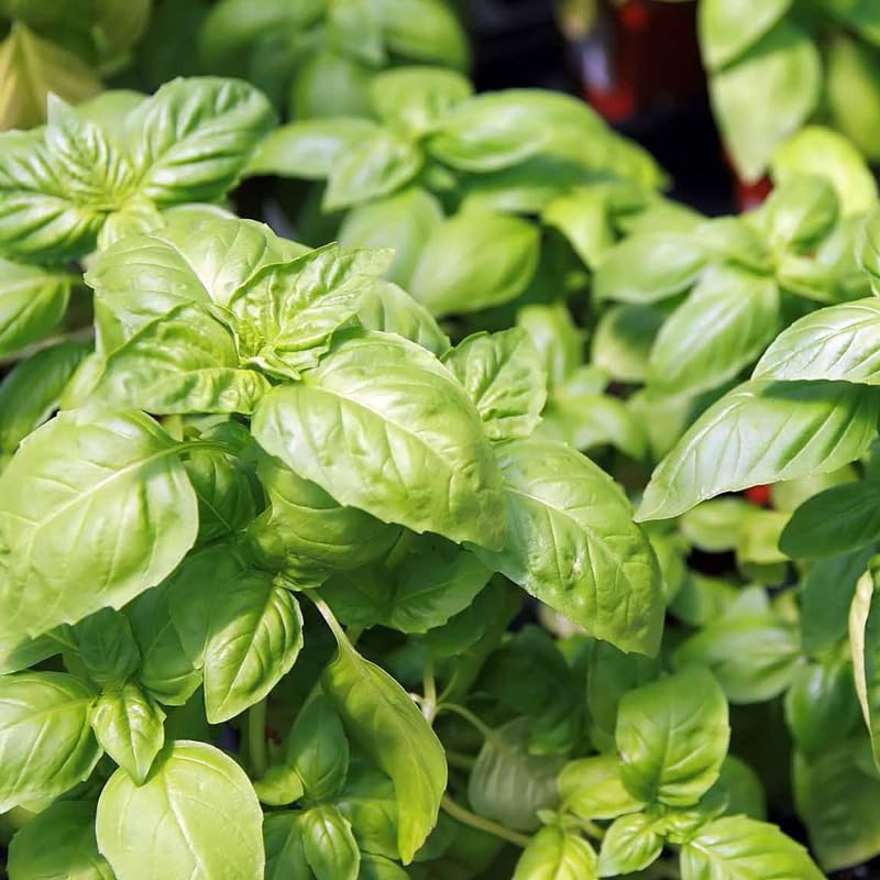 Sweet Basil Herb Plant Live, 8-10 Inch Tall, in 4" Pot, Fresh Culinary Herb for Indoor or Outdoor Growing