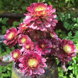 Rare Aeonium Plant Live Succulent in 4" Pot, Rosette Succulent Live Plant for Indoor Outdoor Growing