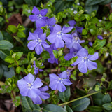 50 Vinca Periwinkle Live Plants - Vinca Minor Ground Cover Plants, 6-8" Well Rooted Plants, Bare Root for Planting Outdoor Garden
