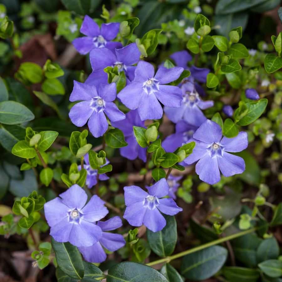 50 Vinca Periwinkle Live Plants - Vinca Minor Ground Cover Plants, 6-8" Well Rooted Plants, Bare Root for Planting Outdoor Garden