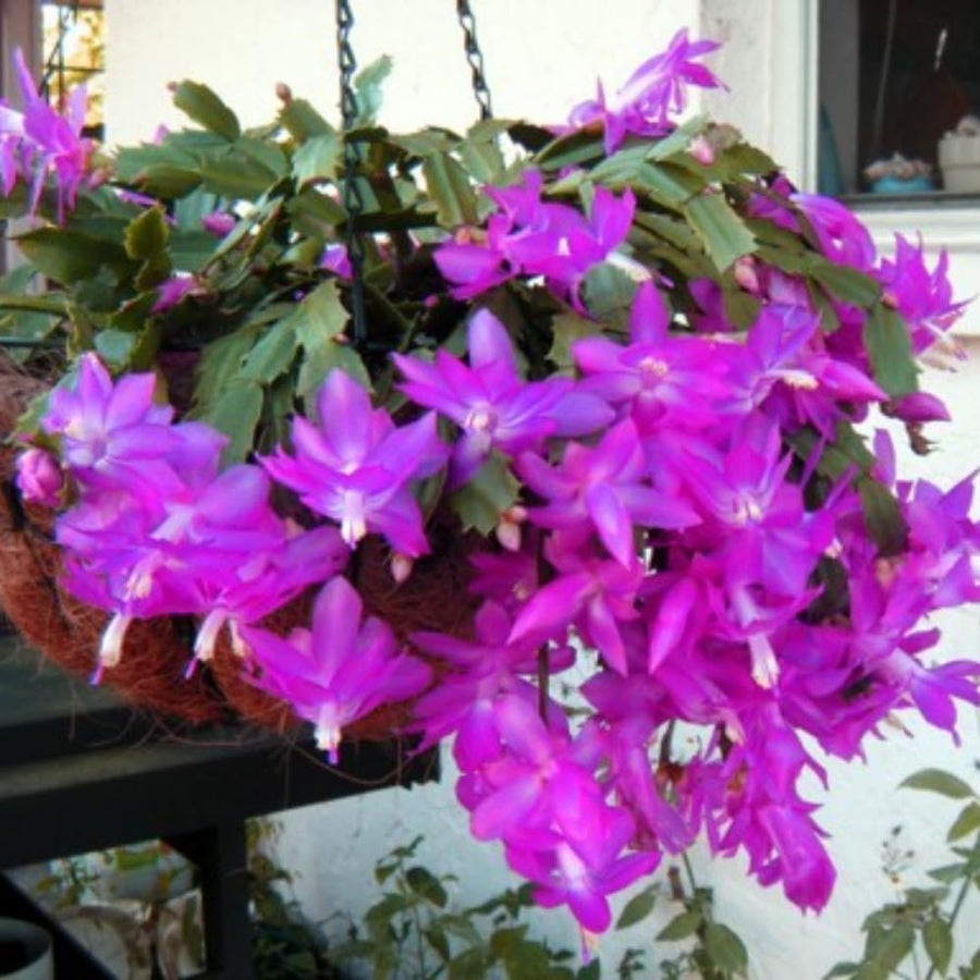 2 Christmas Cactus Plants Live, Holiday Blooming Indoor Plants Live Houseplants, Hanging Baskets Easy Care, Well-Rooted 5-8" Tall, No Pot, Bareroots, Single Stems (Purple Christmas Cactus)