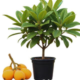 Loquat Tree Live Plant, Golden Loquat Plant Live, Cold Hardy Fruit Tropical Plant, Home Orchard Planting, 4 Inc Pot