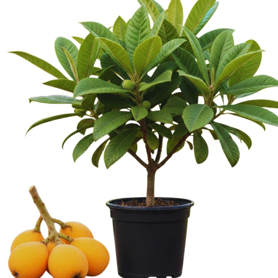 Loquat Tree Live Plant, Golden Loquat Plant Live, Cold Hardy Fruit Tropical Plant, Home Orchard Planting, 4 Inc Pot