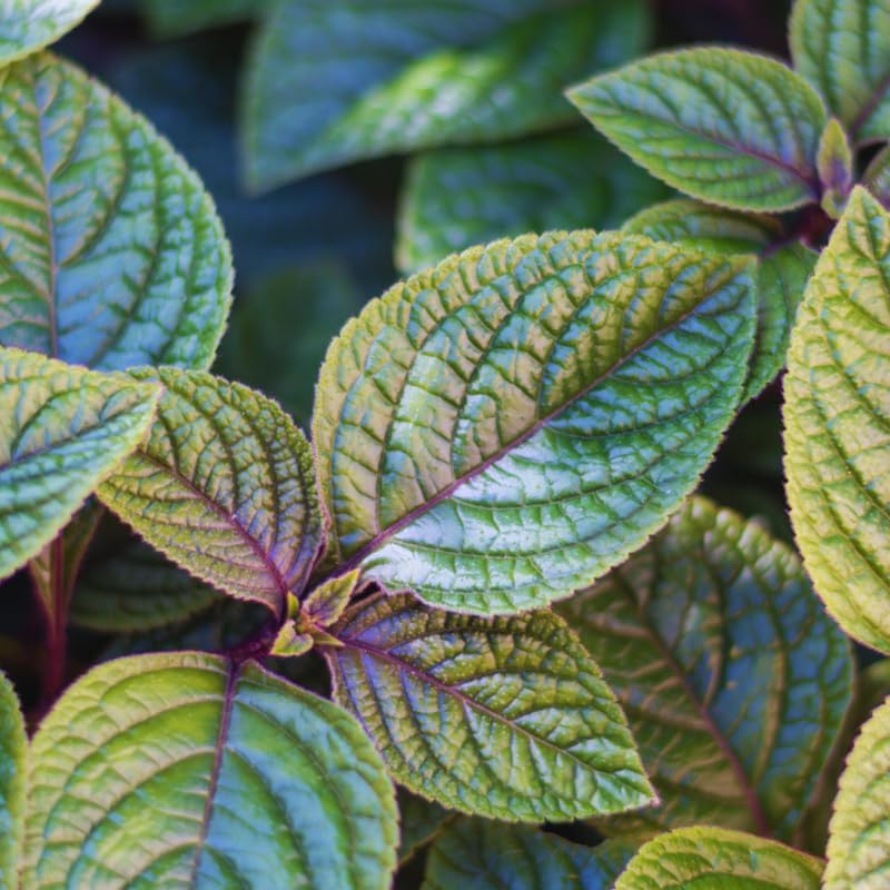 Purple Swedish Ivy Live Plants in 4'' Pot, Hardy Ivy Vine Plant for Trellis, Ground Cover, Live Indoor Houseplants