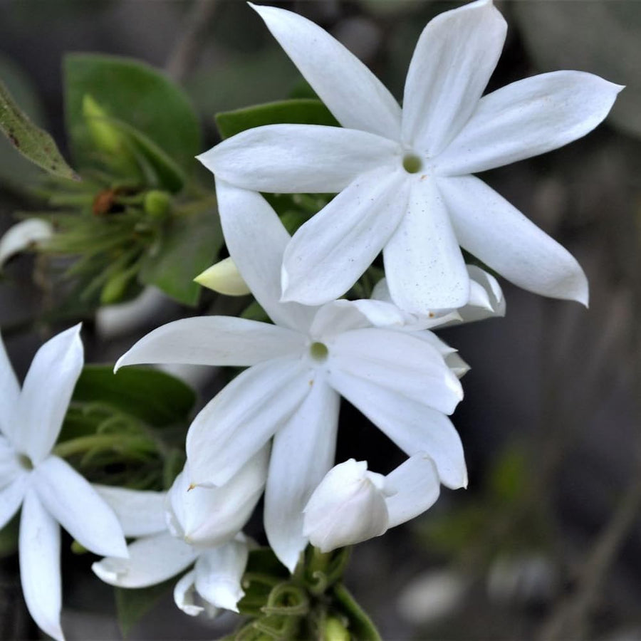 White Jasmine Plant, Fragrant Jasmine Flower Vine 4-8 Inches Well Rooted for Container, Hanging Basket Growing
