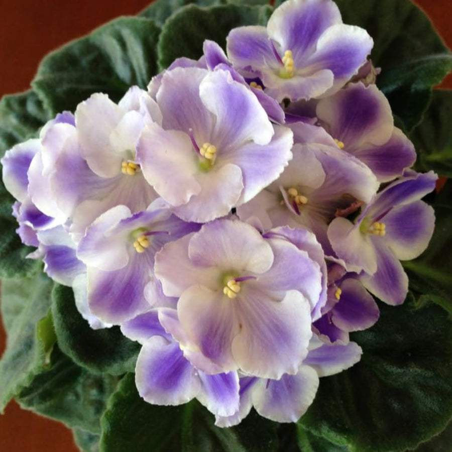 White Purple African Violets Live Plant in 4" Pot, Starter African Violet for HouseplantIndoor Outdoor Home Decor