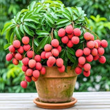 Sweet Lychee Tree Live Plant 9-12 Inch Tall, Half Gallon Pot, Sweet Lychee Plant Live, Tropical Litchi Fruit Tree