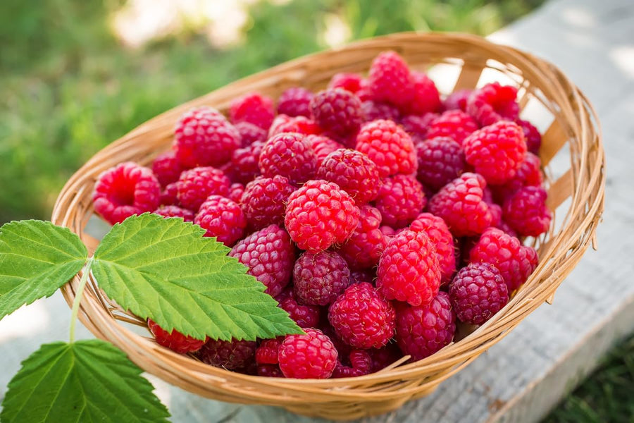 2 Raspberry Plants Live for Planting, 5 to 7 Inc Long, Raspberry Bushes Live Plants Outdoor Growing, No Pot