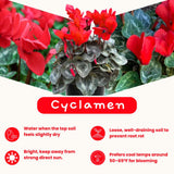 Cyclamen Plant Live, Hardy Flowering Plant with Vibrant Bloom, 5-7 Inches Pot, Outdoor Indoor Houseplant (Red Cyclamen)
