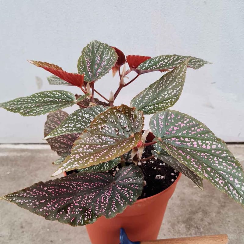 Angel Wing Begonia Live Plant, Polka Dot Begonia Maculata Plants, 4-7" Starter Indoor Outdoor Houseplant Décor, Air-Purifying and Easy Care, Pink Polka Dot