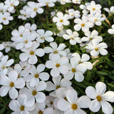 Oxalis Plant Live, Shamrock Spring Flower, 4 Inc Pot, Ornamental Oxalis Plant Live for Indoor Outdoor Garden, 4-8'' Tall (White)