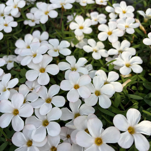 Oxalis Plant Live, Shamrock Spring Flower, 4 Inc Pot, Ornamental Oxalis Plant Live for Indoor Outdoor Garden, 4-8'' Tall (White)