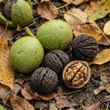 2 Black Walnut Trees, 2 Years-Old Walnut Bare Roots, Outdoor Nut Tree for Planting, Ready to Grow