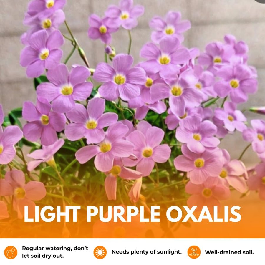 Oxalis Plant Live, Shamrock Spring Flower, 4 Inc Pot, Ornamental Oxalis Plant Live for Indoor Outdoor Garden, 4-8'' Tall (Light Purple)
