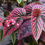 Set 3 Begonias Live Plants, Red Begonia, No Pot, Starter 4 to 8 Inc Tall, Indoor Outdoor Houseplant