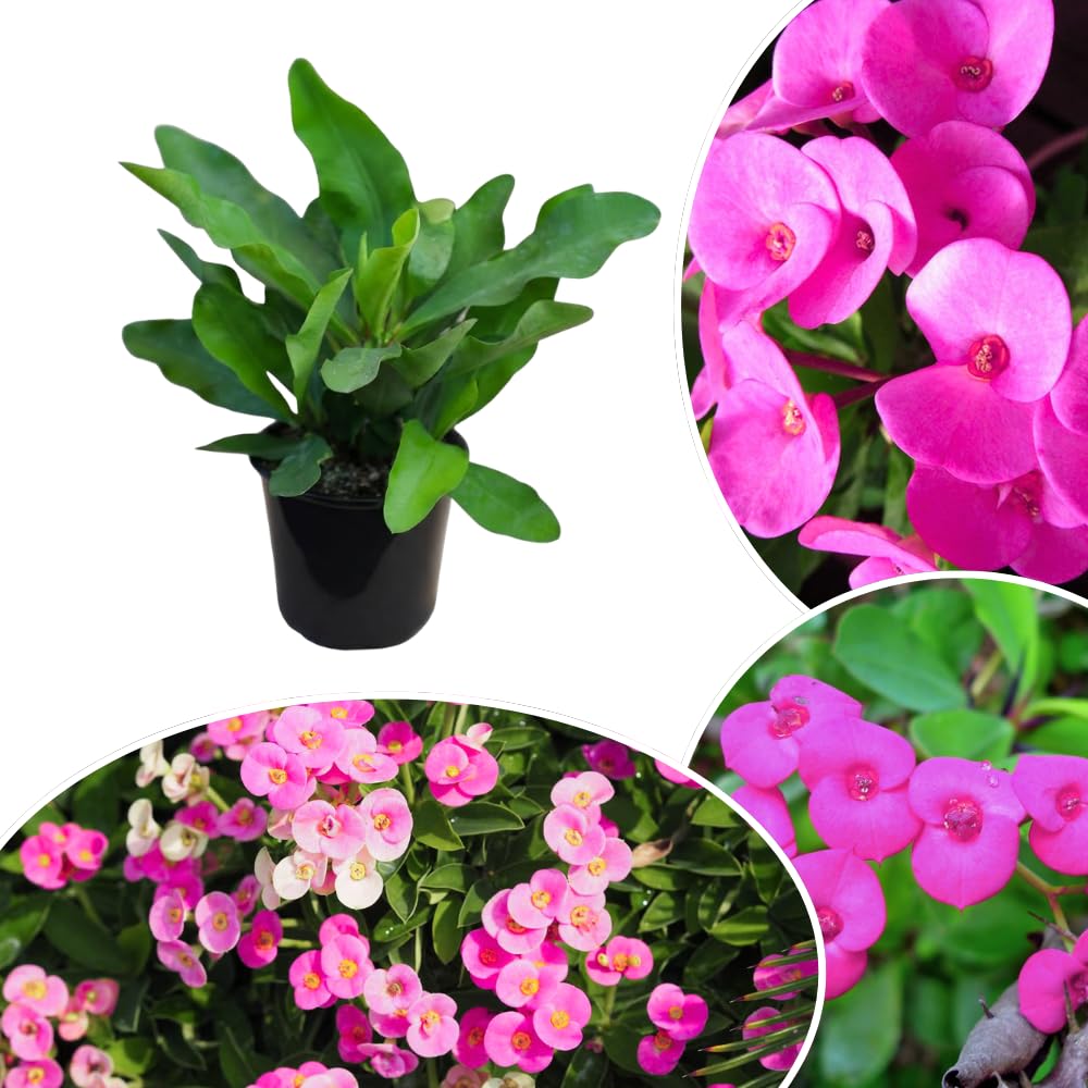 Euphorbia Crown of Thorns Plant, Hardy Perennial Succulent Plant 3-5 Inches, Vibrant Pink Flowers, Gardens and Indoor Planting