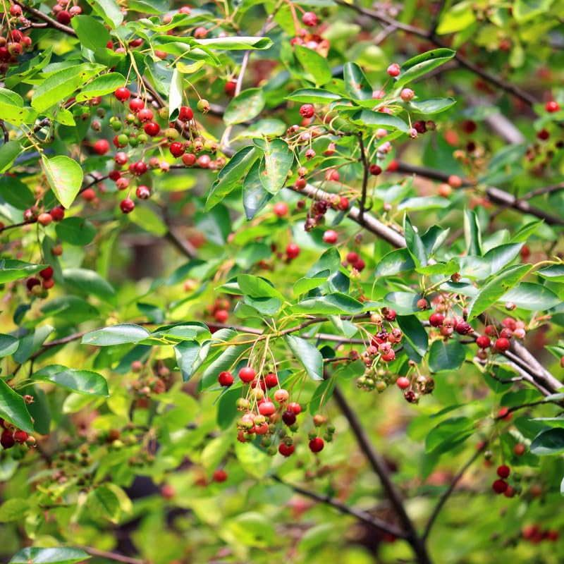 Serviceberry Tree Live Plant, Serviceberry Plant, 2-3 Years Old Plant, 16-24 Inc Tall, Sweet Edible Berries for Outdoor Garden