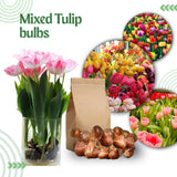 Set 10 Mix Tulip and Daffodil Bulbs, Bulbs for Spring Fall Planting, Cold Hardy, Outdoor Garden