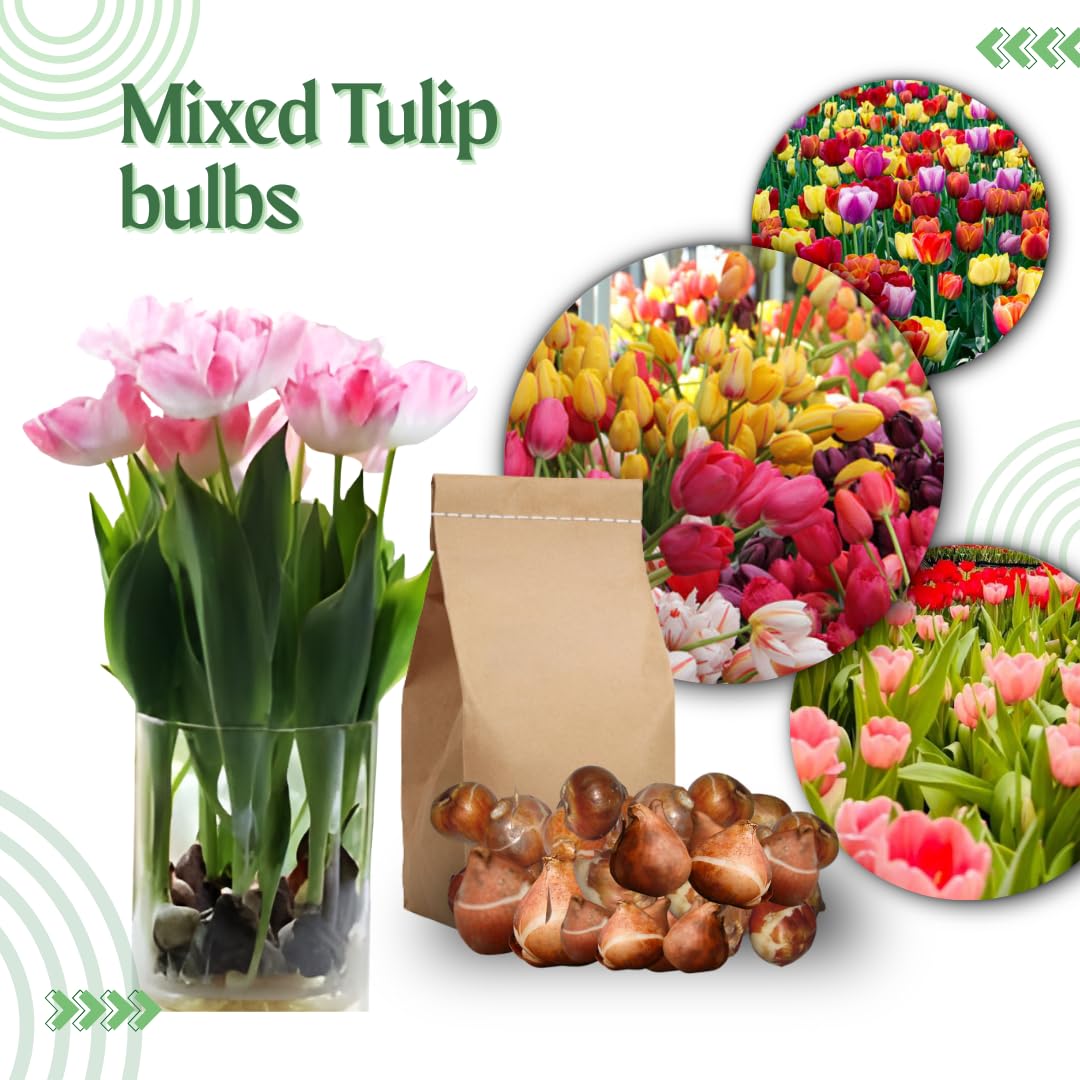 Set 10 Mix Tulip and Daffodil Bulbs, Bulbs for Spring Fall Planting, Cold Hardy, Outdoor Garden