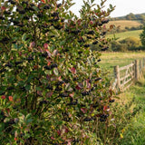 Set 2 Black Chokeberry Plant Seedlings, 2-3 Years Old Aronia Berry Bare Roots 12-18 Inches, Hardy Outdoor Berry Plant