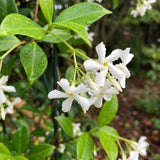 Star Jasmine Plant Live, 3-5 Inc Tall, Star Jasmine Live Plant, Fragrant Bloom, Fast Growing Climbing Vine for Trellis, Outdoor Garden