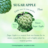 Sugar Apple Live Plant, 6-8'' Tall, Sweet Sugar Apple Tree in 3 Inch Pot, Annona Squamosa Sugar Apple Fruit Tree Live Plant
