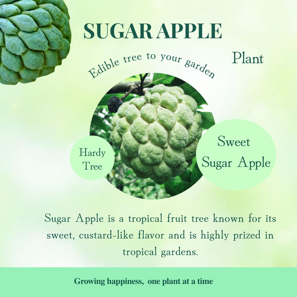 Sugar Apple Live Plant, 6-8'' Tall, Sweet Sugar Apple Tree in 3 Inch Pot, Annona Squamosa Sugar Apple Fruit Tree Live Plant
