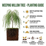 2 Weeping Willow Trees 2–3 Ft Bare Root, Fast Growing Shade Trees for Yard, Garden or Landscape