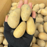 2 Pounds Yukon Gold Seed Potatoes for Planting, Heirloom, High Yields Potato Seeds Tubers Bulbs Vegetable Live Plants